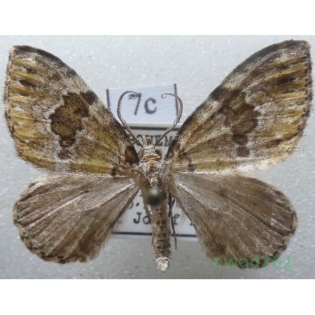 Colostygia olivata (Denis & Schiffermüller, 1775) Czech7c